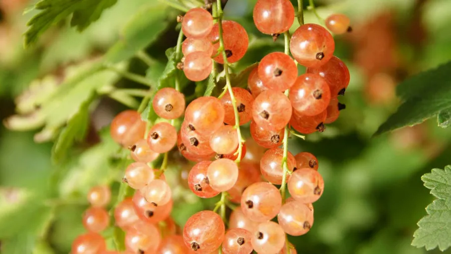 Krzewiński berry ბუშის სანერგე საბითუმო 04