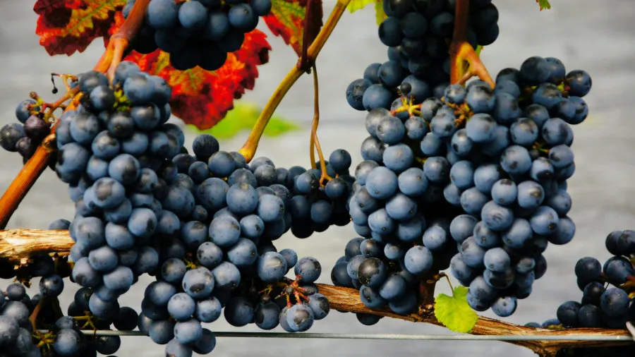 Krzewiński berry ბუშის სანერგე საბითუმო 05