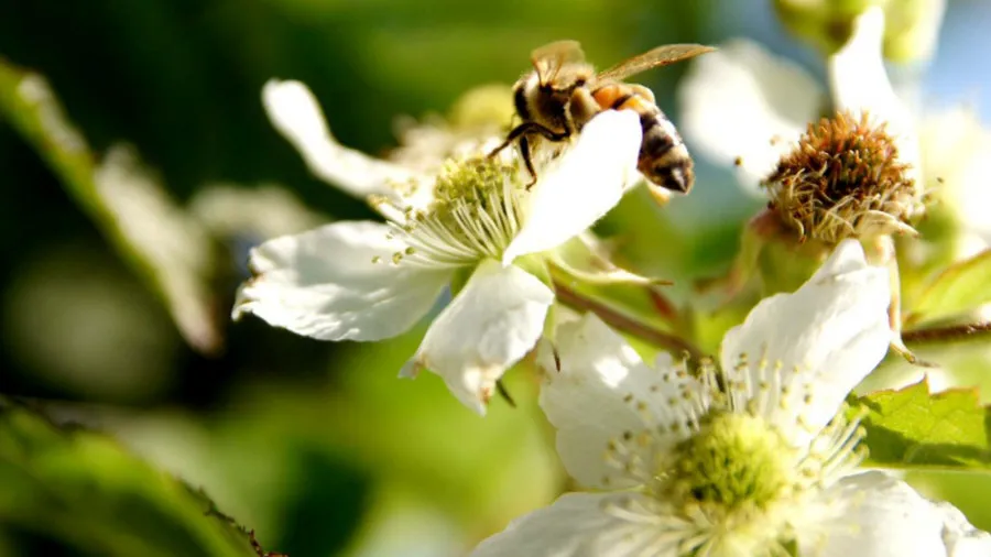 Krzewiński berry ბუშის სანერგე საბითუმო 07