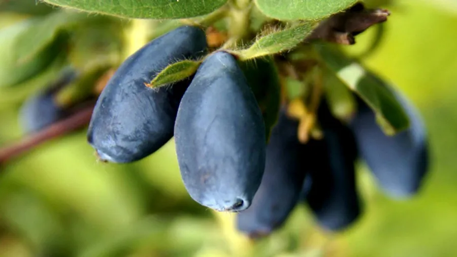 Krzewiński berry ბუშის სანერგე საბითუმო 10