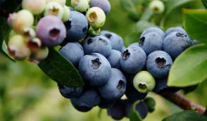 Krzewiński berry ბუშის სანერგე საბითუმო - img 01