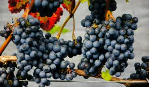 Krzewiński berry ბუშის სანერგე საბითუმო - img 06