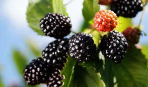 Krzewiński berry ბუშის სანერგე საბითუმო - img 09