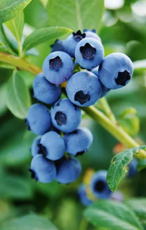 Krzewiński berry ბუშის სანერგე საბითუმო - img 13