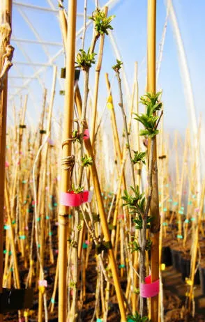 Krzewiński berry ბუშის სანერგე საბითუმო - img 14